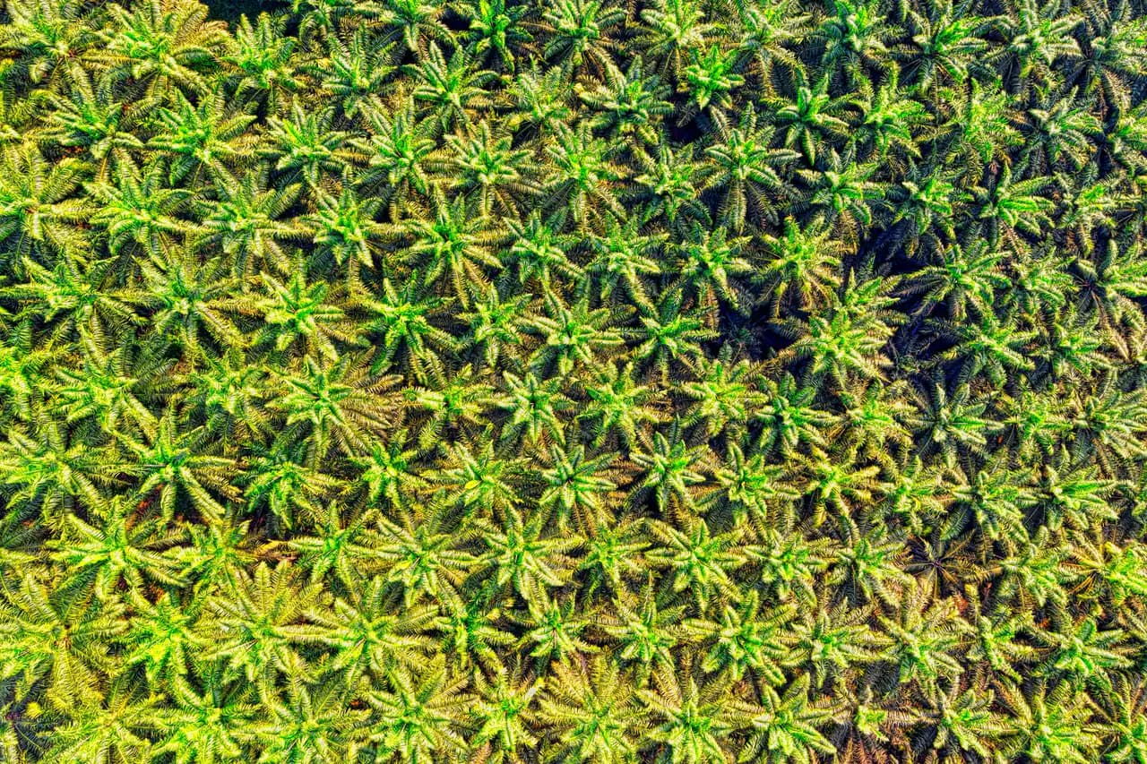 Top-down drone view of an oil palm plantation, crowns of palms in even rows